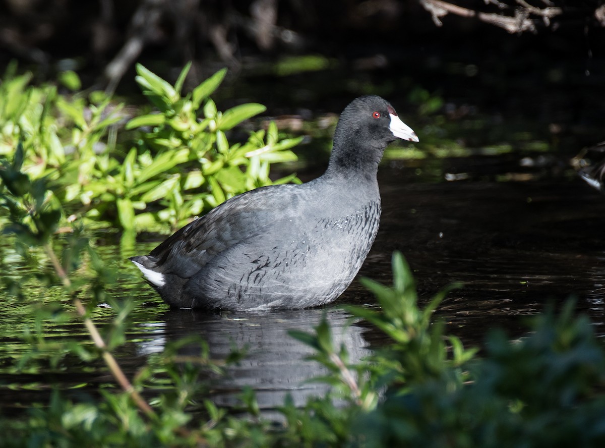 American Coot (Red-shielded) - ML122938451