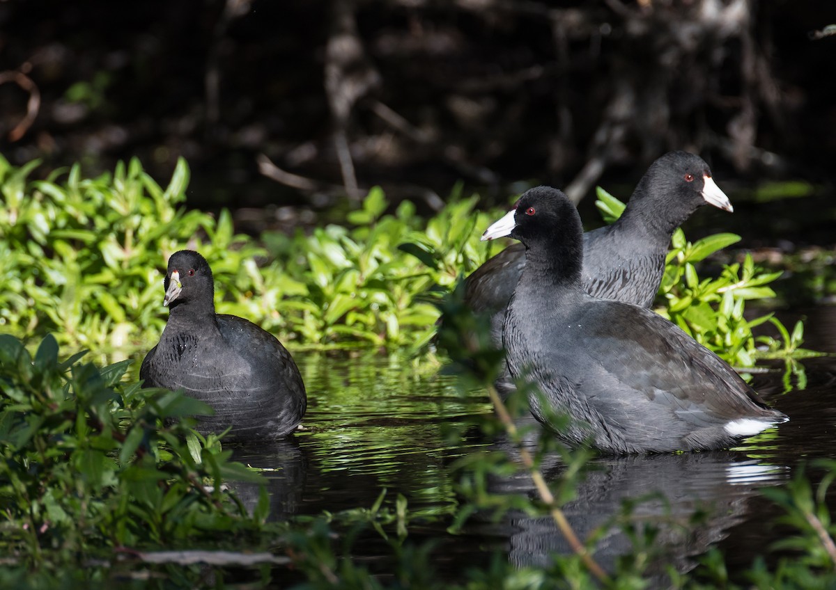 American Coot (Red-shielded) - ML122938491