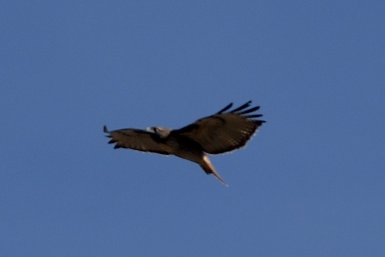 Red-tailed Hawk - ML122939301