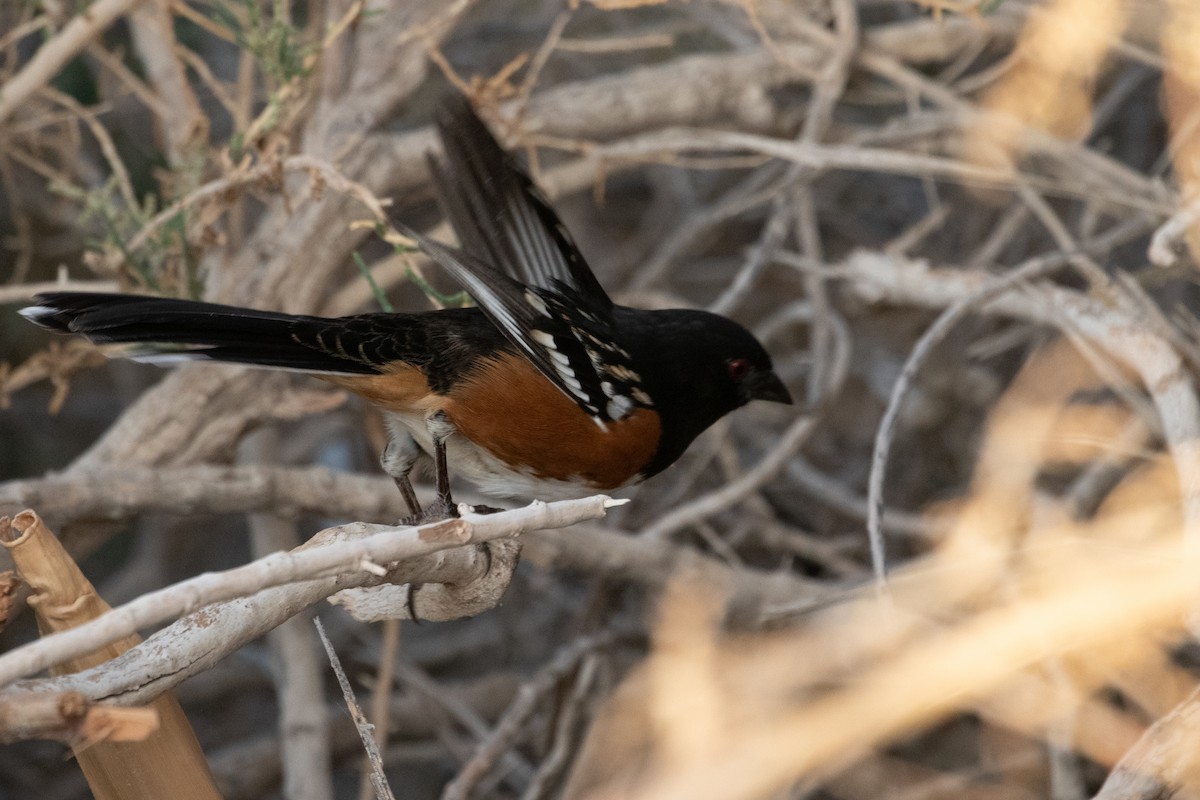Spotted Towhee - Audrey Addison