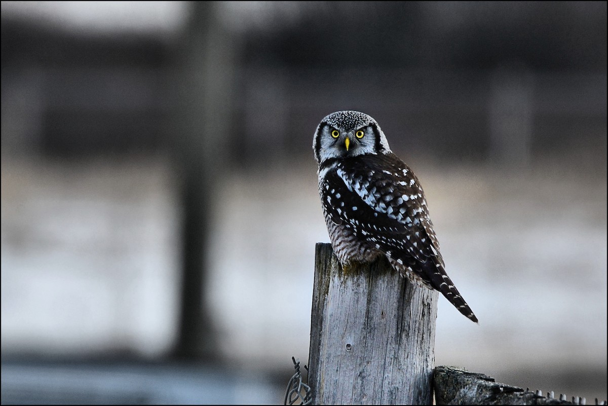 Northern Hawk Owl - Serge Wolf