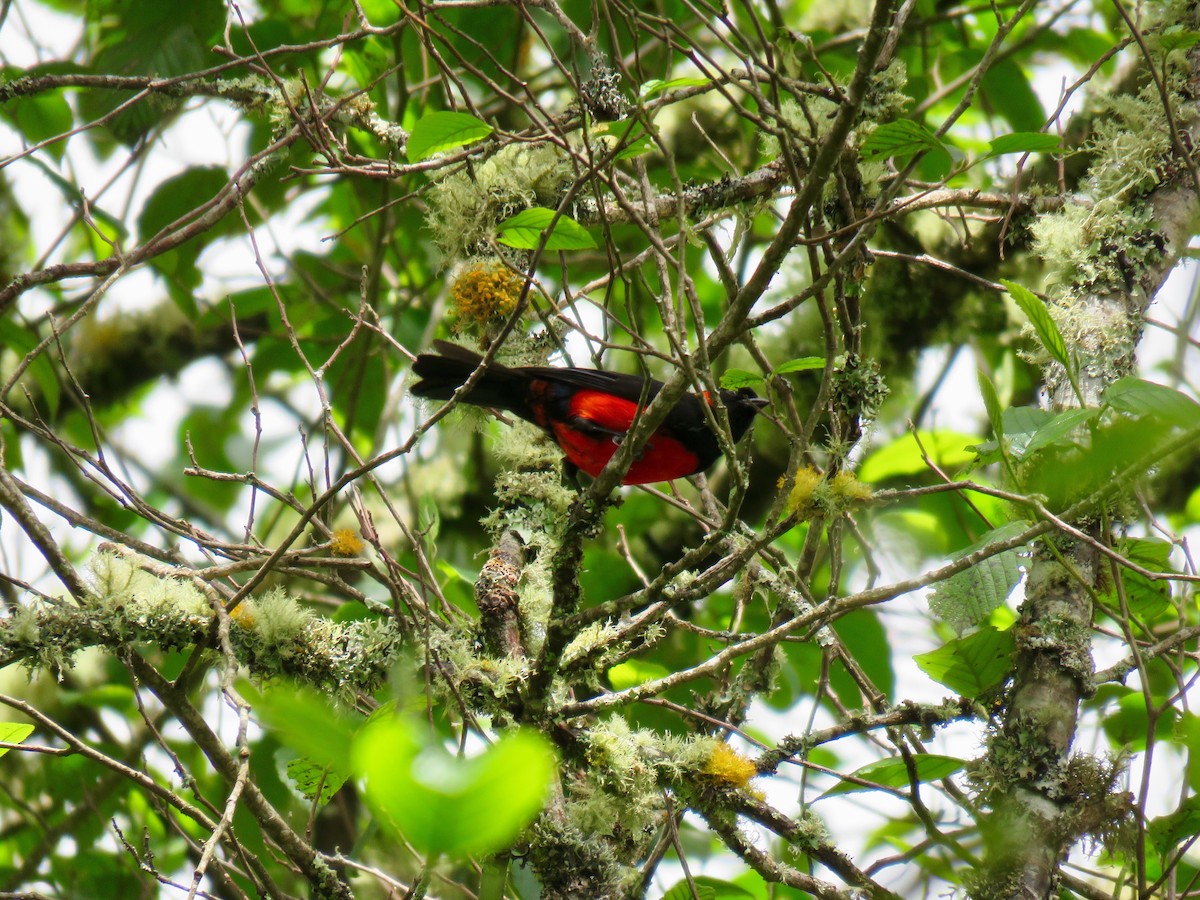 Scarlet-bellied Mountain Tanager - ML122941781