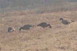 Greater White-fronted Goose, ML122944571
