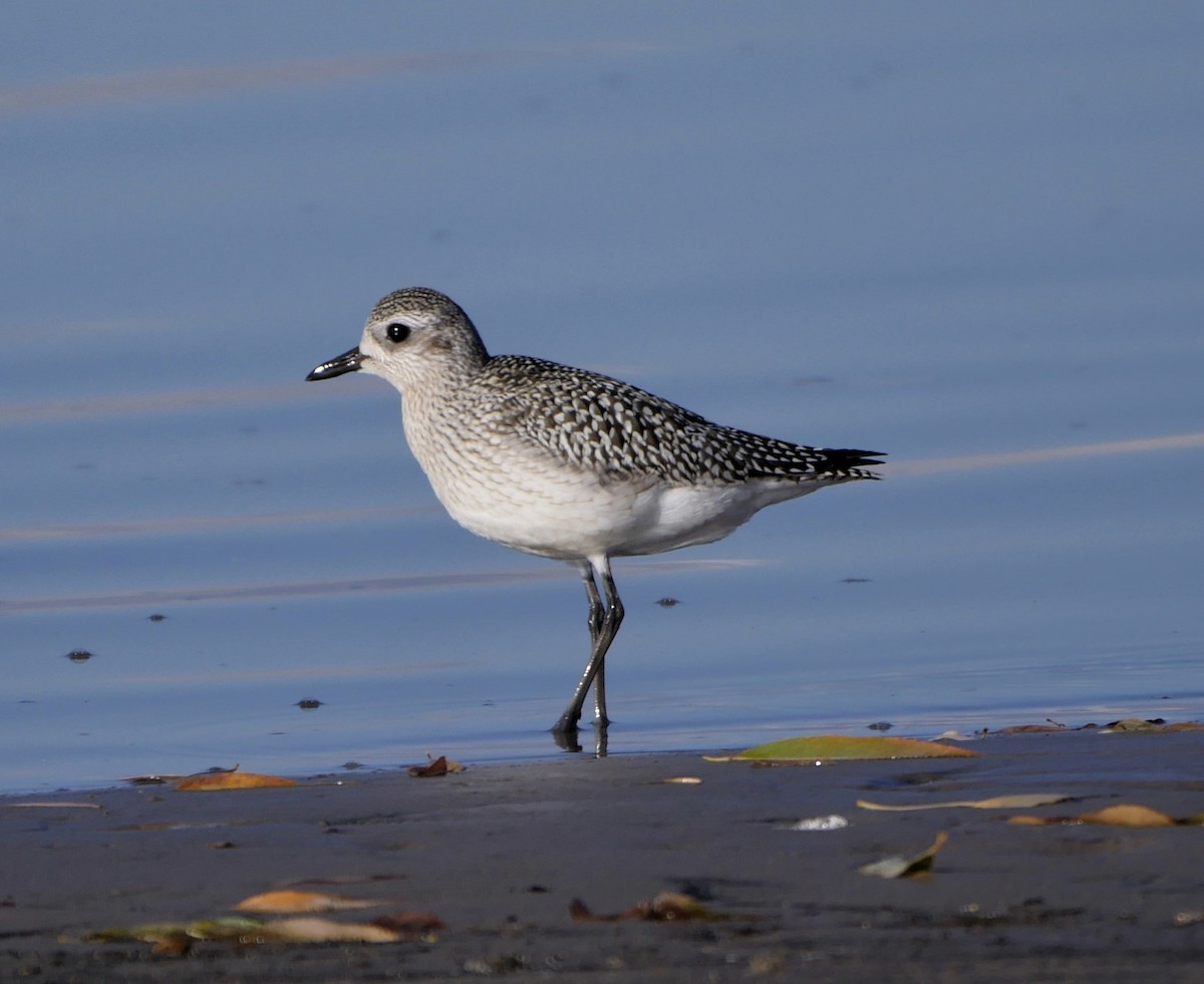 Black-bellied Plover - Mike Malmquist