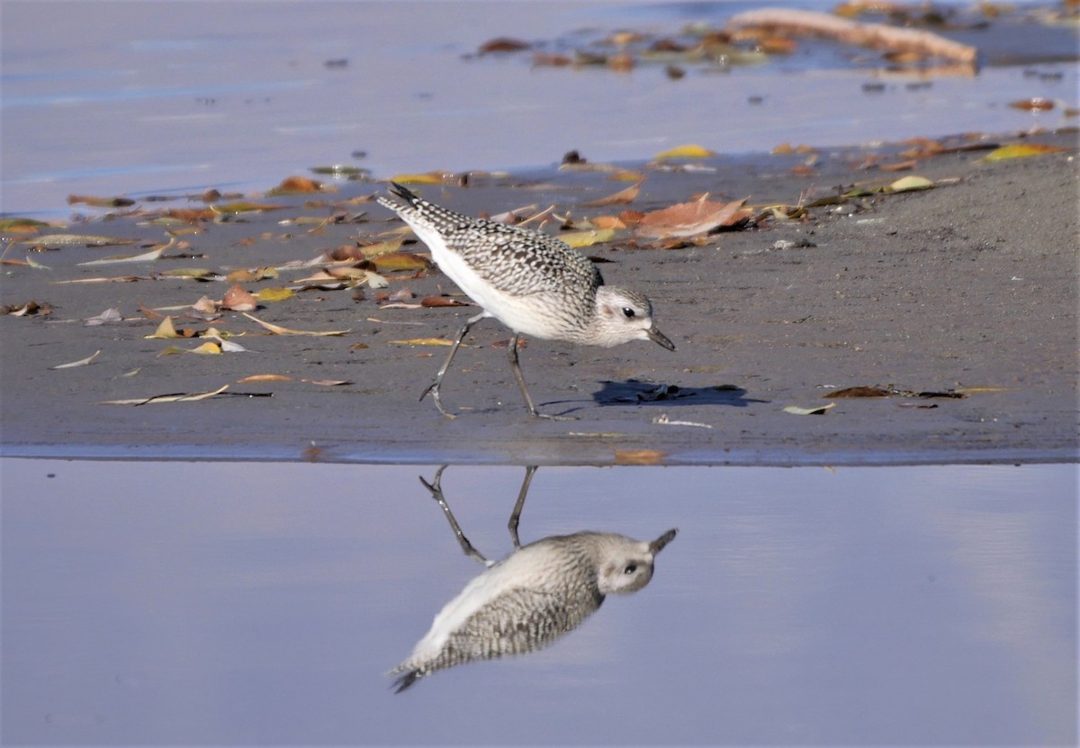 Black-bellied Plover - Mike Malmquist