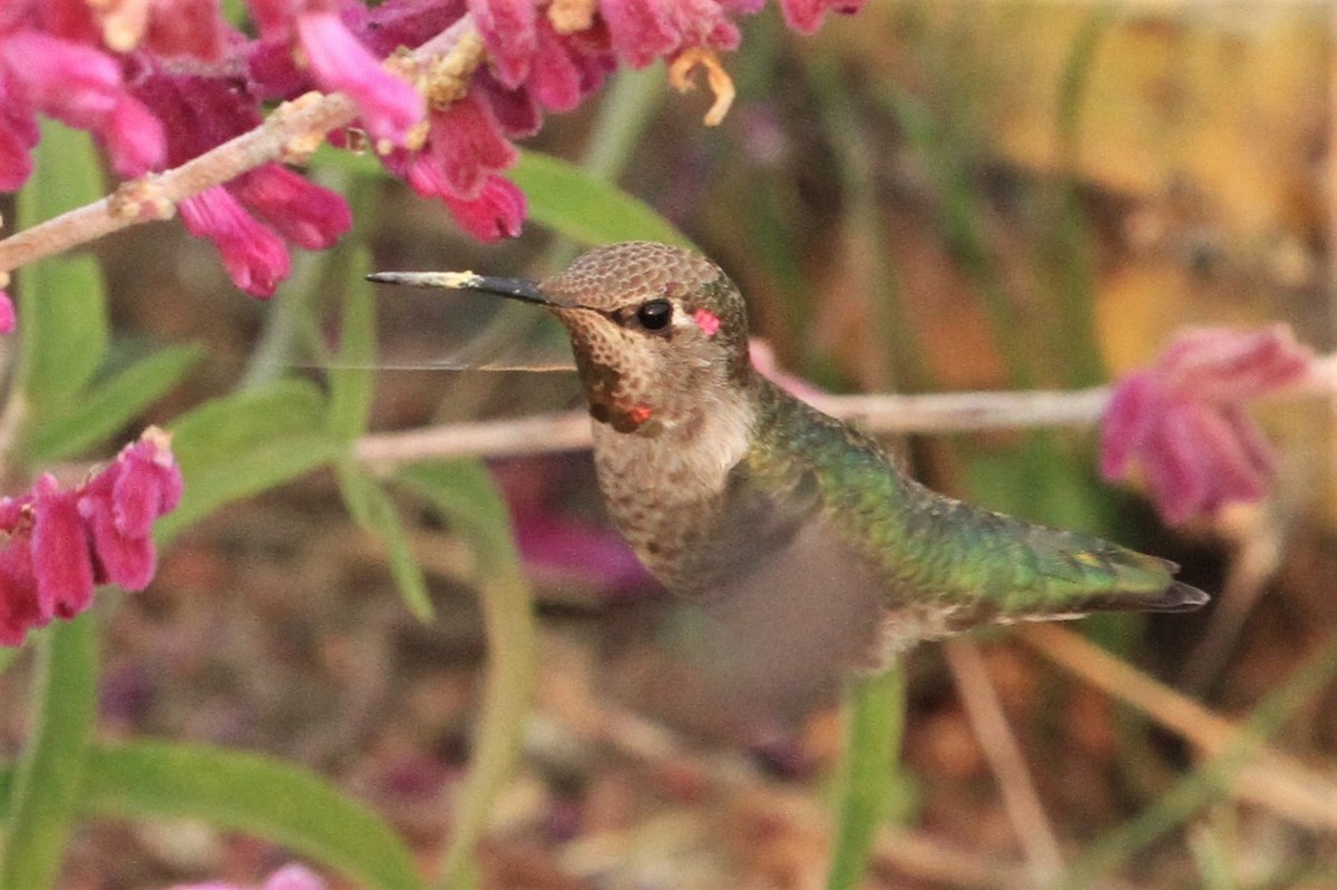 Anna's Hummingbird - Kent Forward