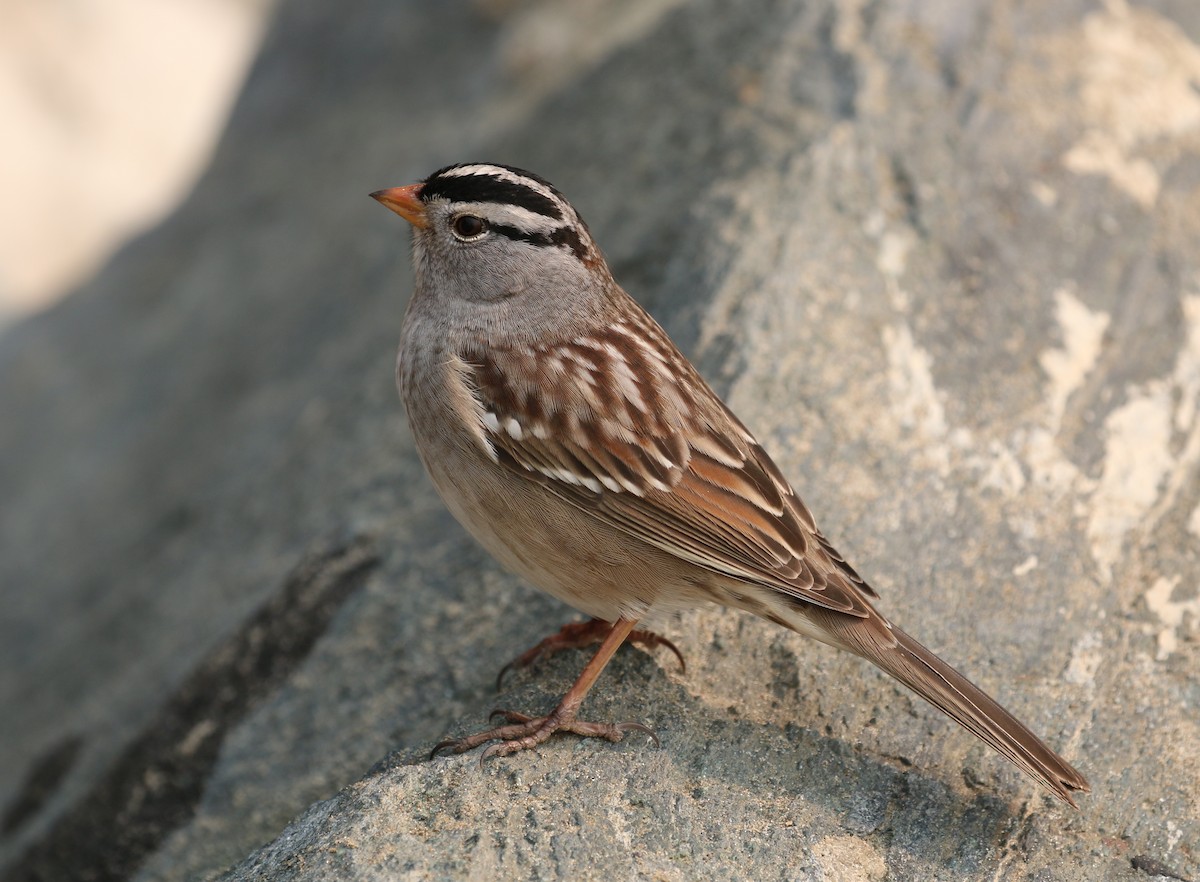 White-crowned Sparrow - Pair of Wing-Nuts