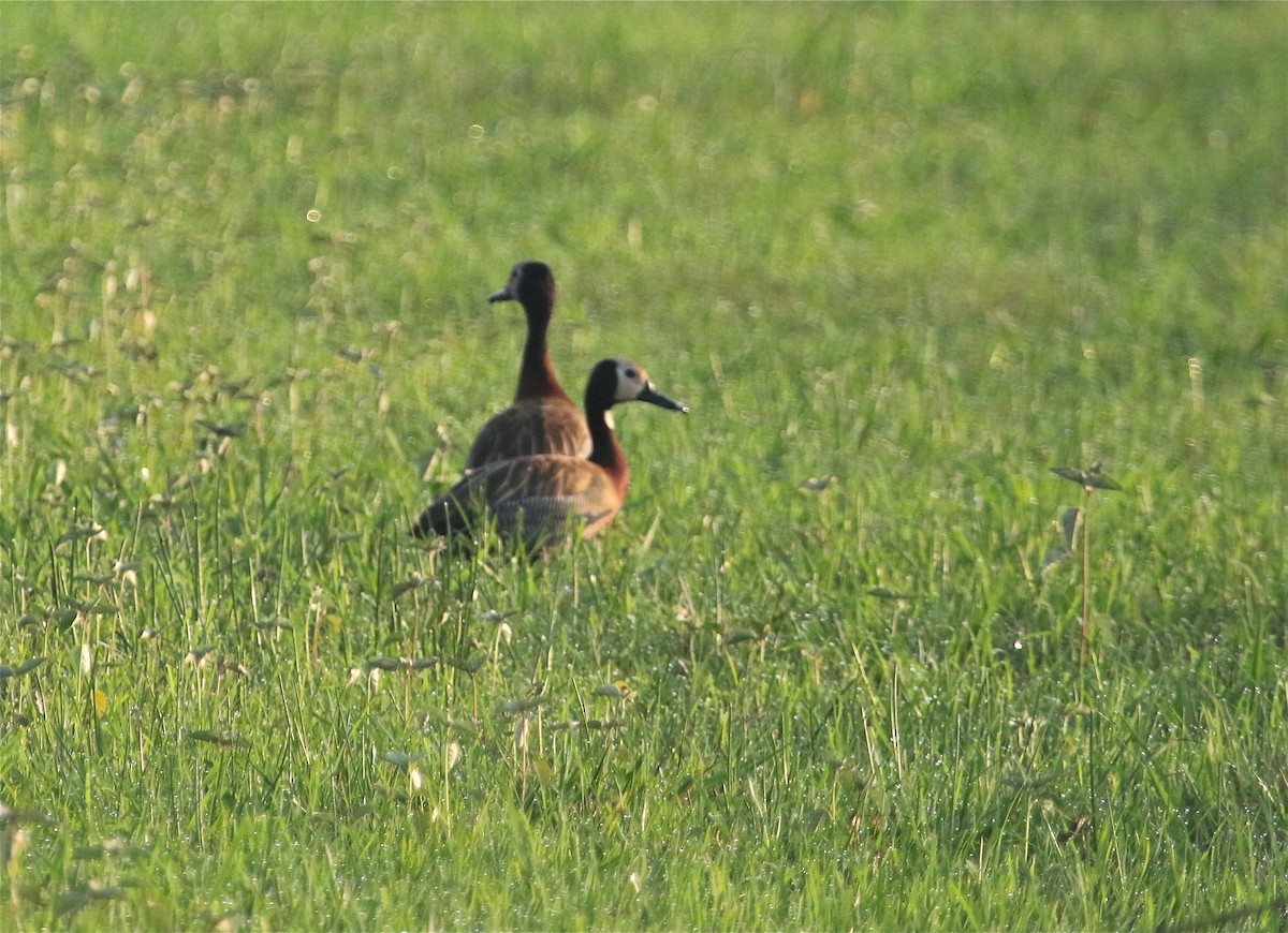 White-faced Whistling-Duck - Gil Ewing