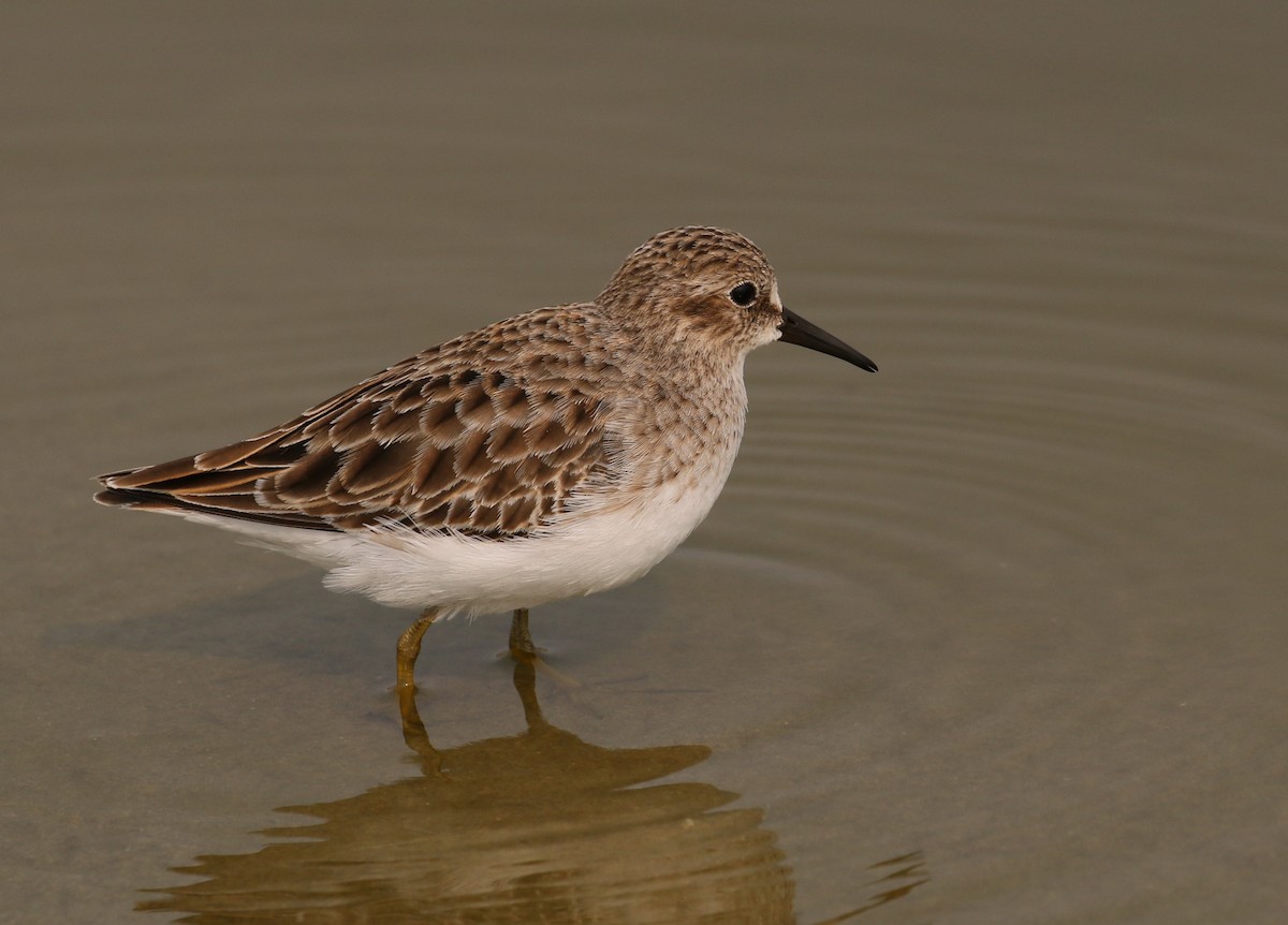 Least Sandpiper - Pair of Wing-Nuts