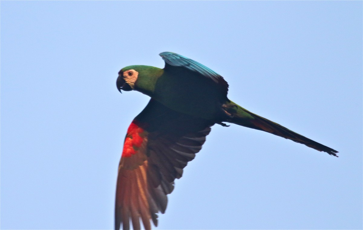 Chestnut-fronted Macaw - Gil Ewing