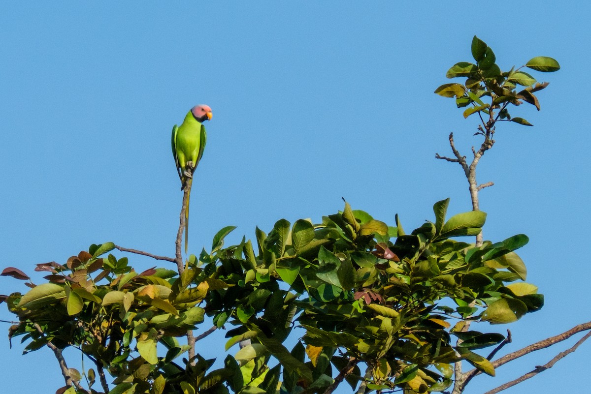 Blossom-headed Parakeet - ML122954951