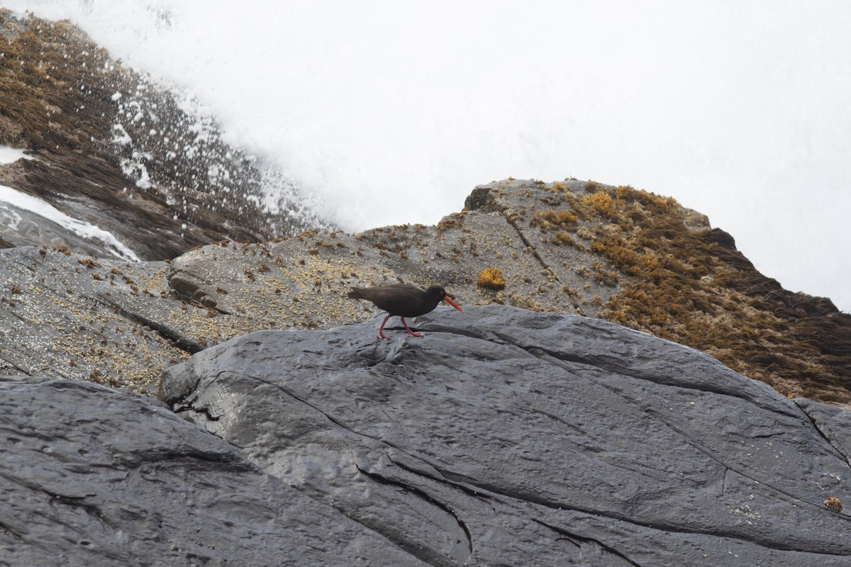 Sooty Oystercatcher - Richard and Margaret Alcorn