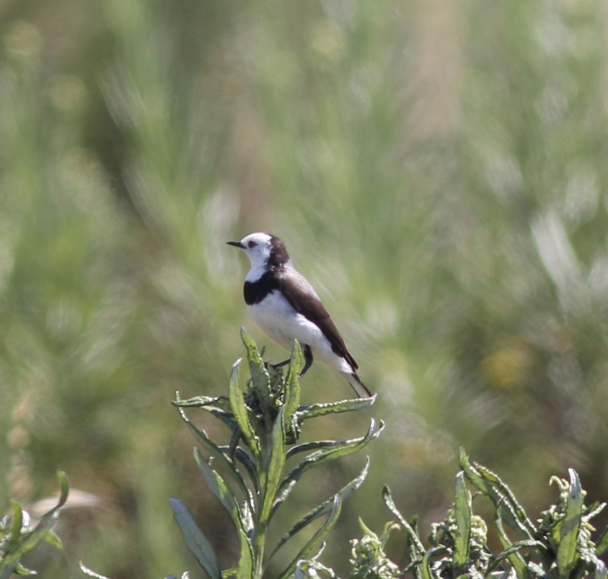 White-fronted Chat - ML122956711