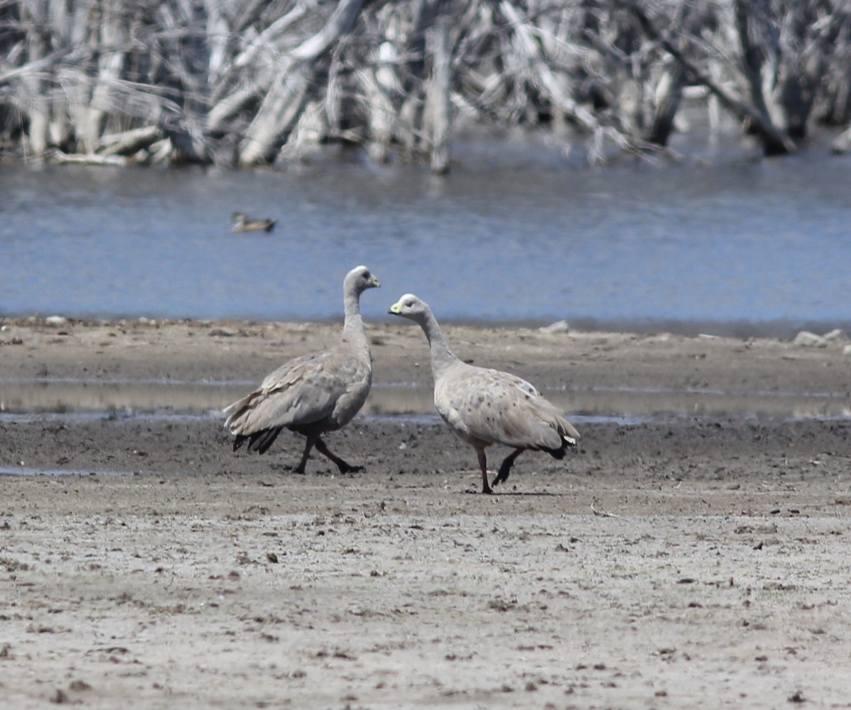 Cape Barren Goose - Richard and Margaret Alcorn
