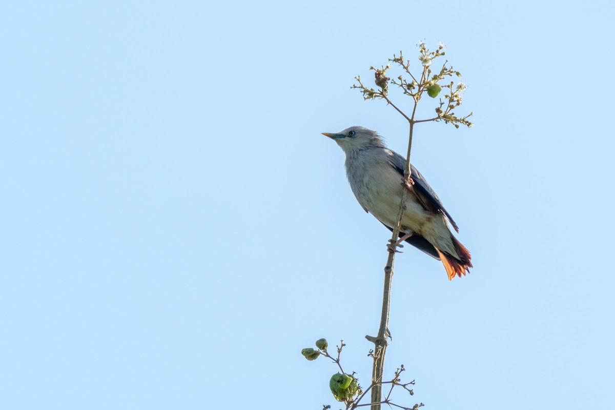 Chestnut-tailed Starling - ML122958491