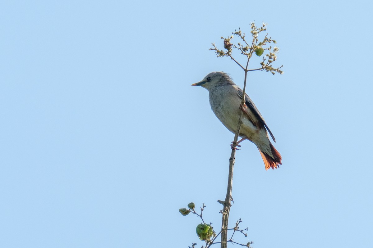 Chestnut-tailed Starling - ML122958501