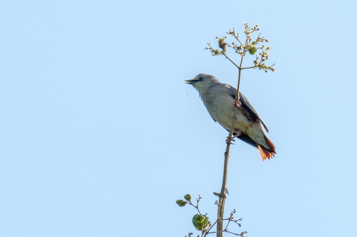 Chestnut-tailed Starling - ML122958771