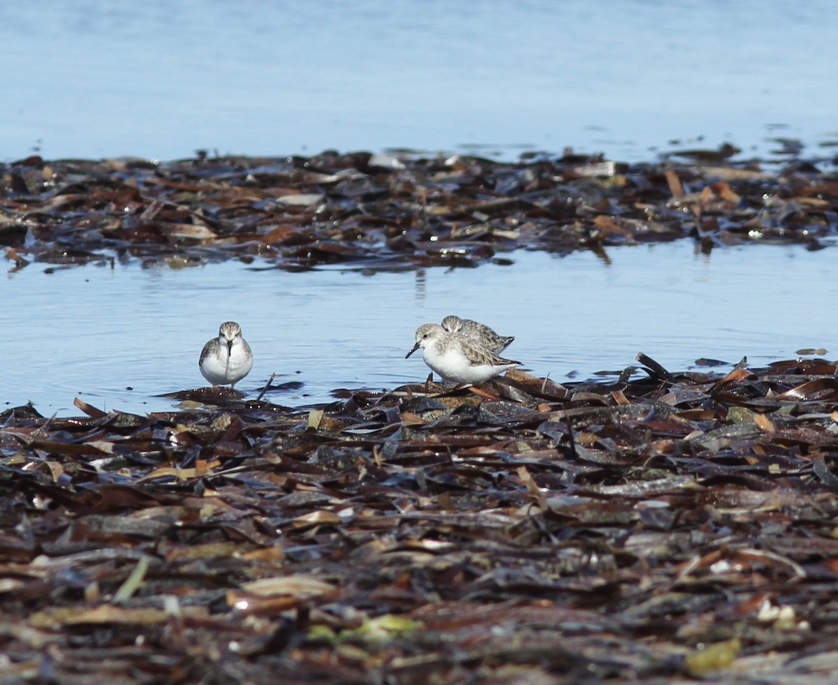 Red-necked Stint - Richard and Margaret Alcorn