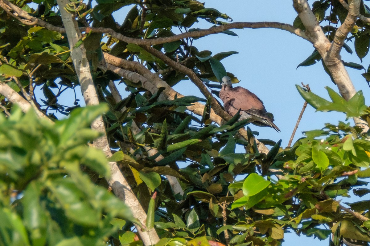 Red Collared-Dove - ML122960231