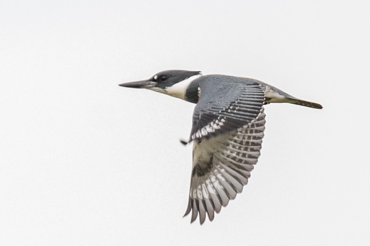 Belted Kingfisher - ML122960941