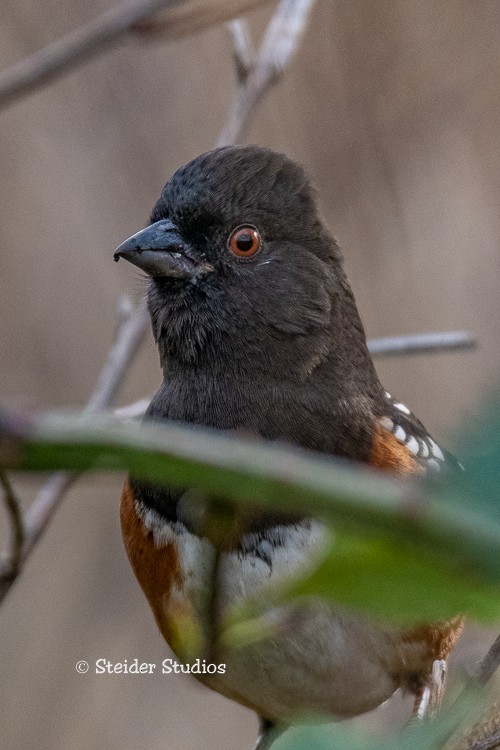 Spotted Towhee - ML122961111