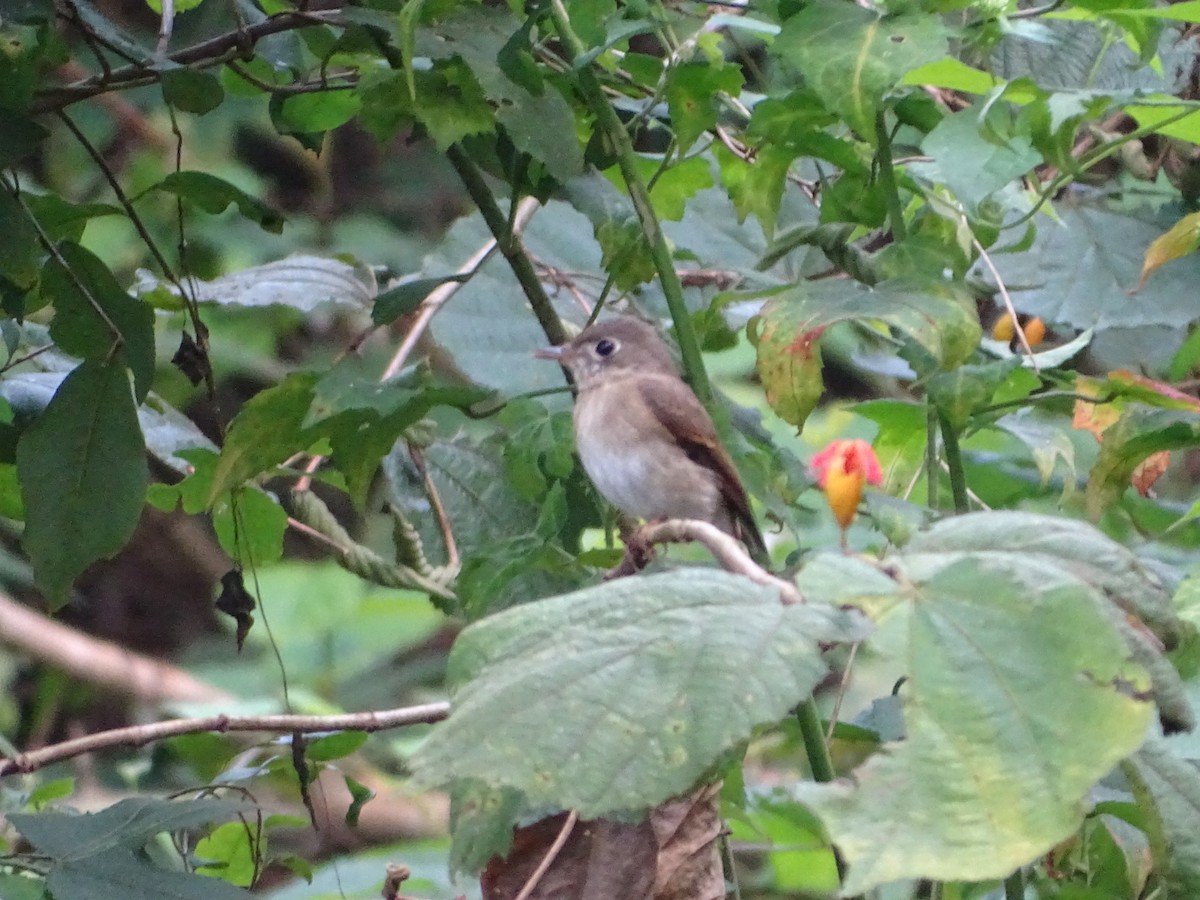 ML122964461 - Brown-breasted Flycatcher - Macaulay Library