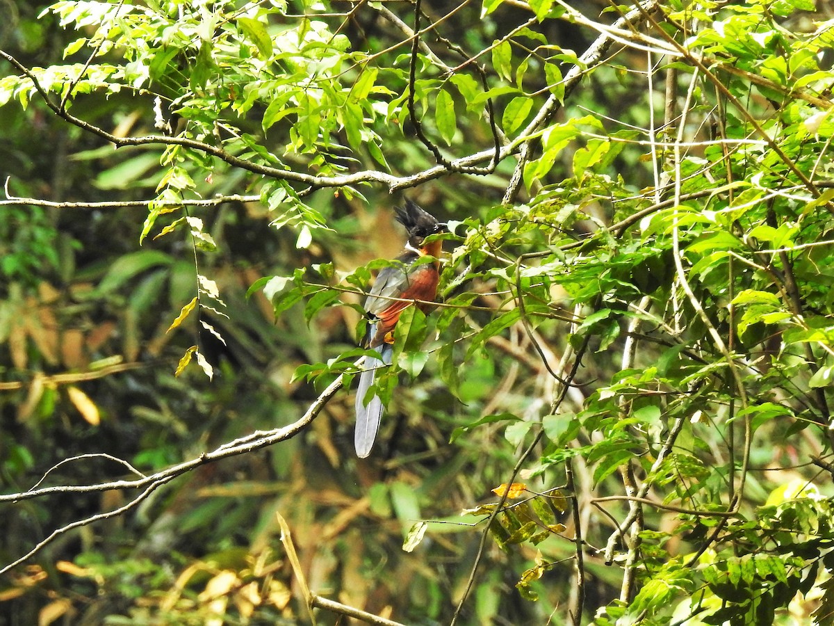 Chestnut-winged Cuckoo - Tuck Hong Tang