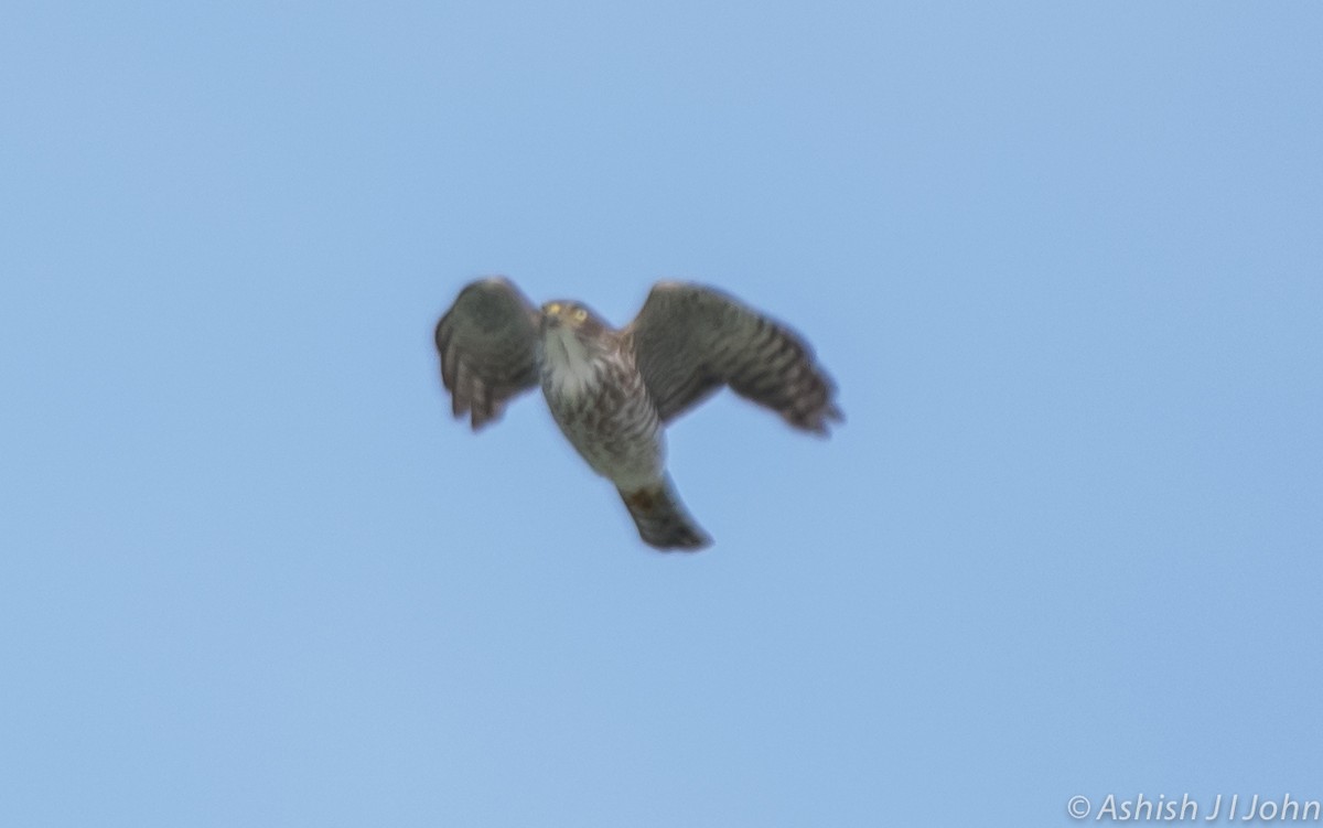 Chinese Sparrowhawk - ML122967031