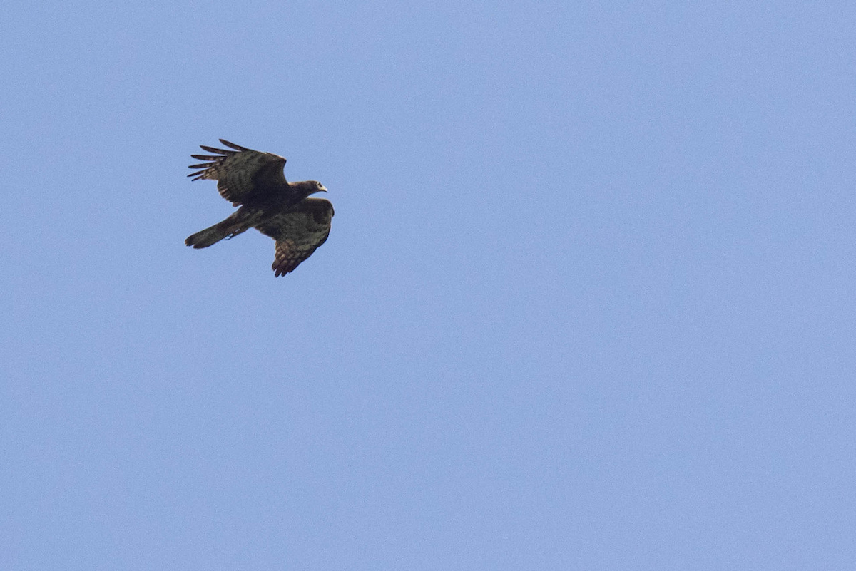 Oriental Honey-buzzard (Northern) - ML122969011