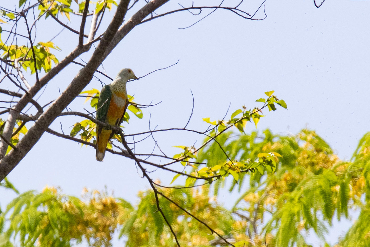 Rose-crowned Fruit-Dove - ML122969101