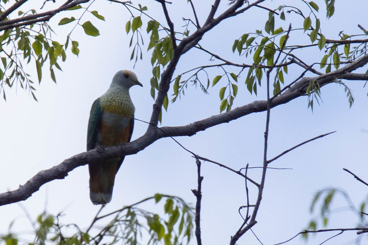 Rose-crowned Fruit-Dove - ML122969251