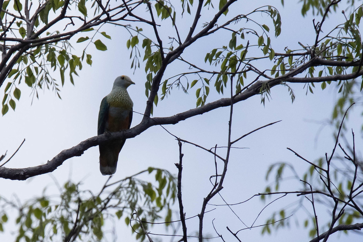 Rose-crowned Fruit-Dove - ML122969261