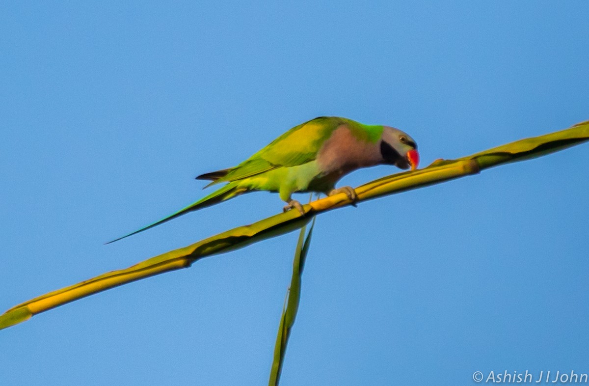 Red-breasted Parakeet - Ashish John