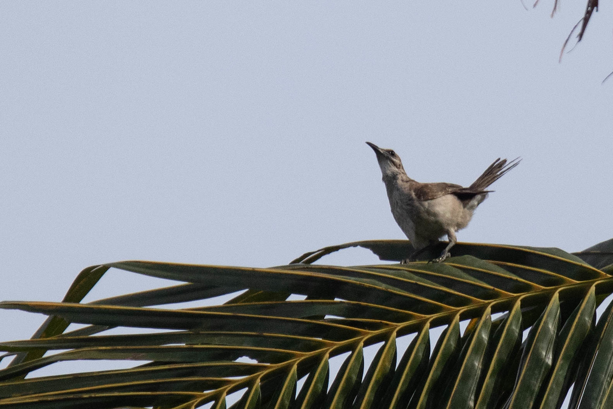 Timor Friarbird - ML122971221