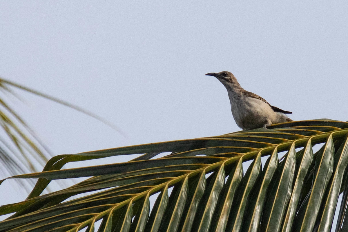 Timor Friarbird - ML122971231