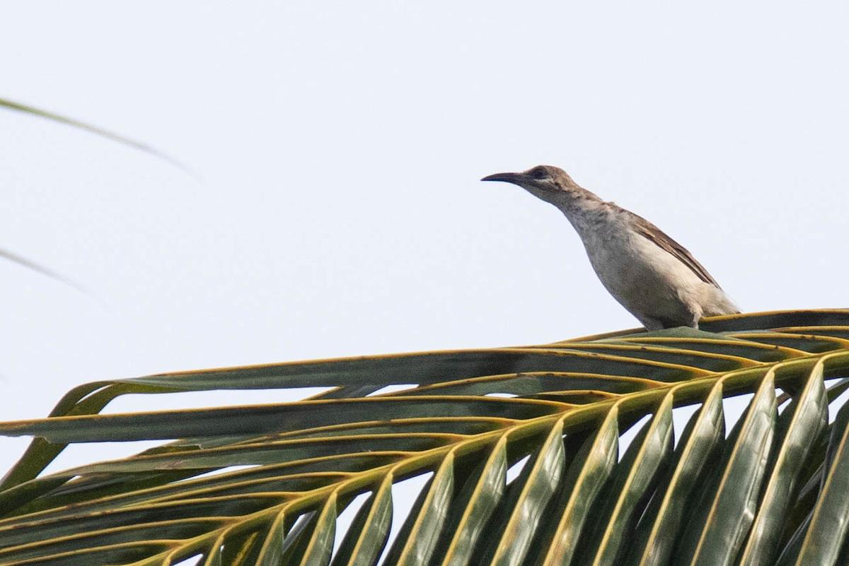 Timor Friarbird - Robert Tizard