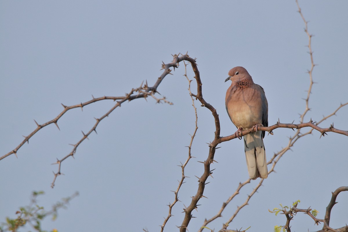 Laughing Dove - Harshith JV