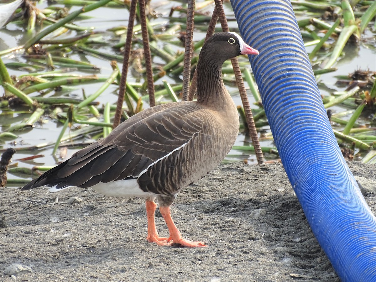 Lesser White-fronted Goose - ML122972961