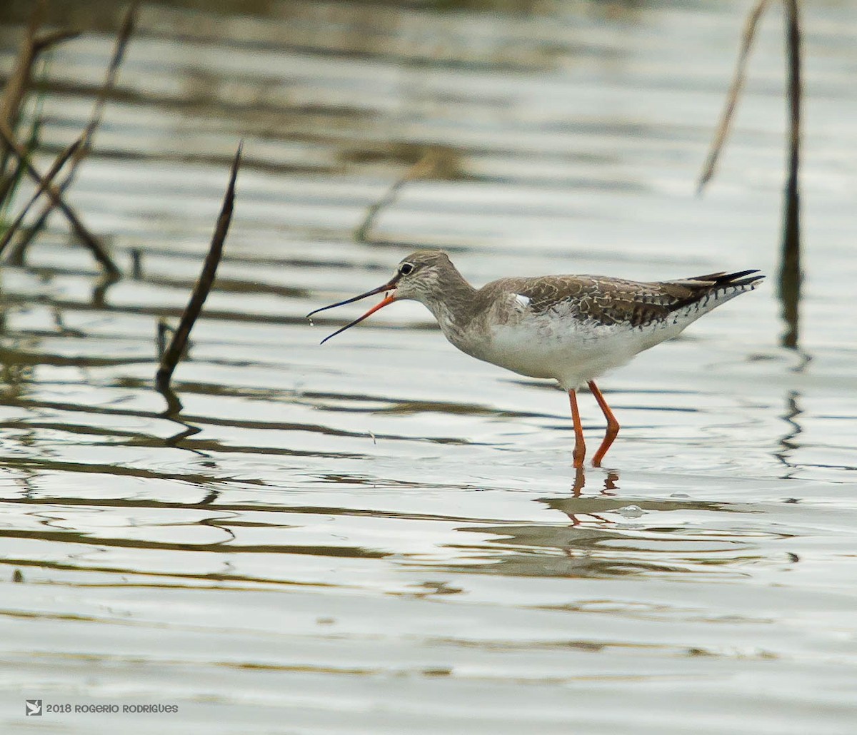 Spotted Redshank - Rogério Rodrigues