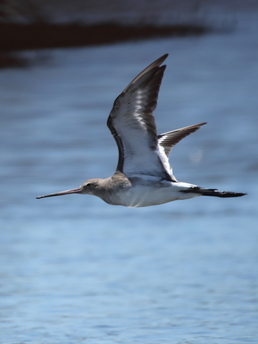 Black-tailed Godwit - Todd Burrows