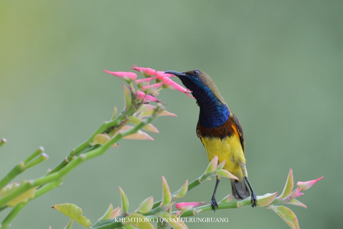 Ornate Sunbird - Khemthong Tonsakulrungruang