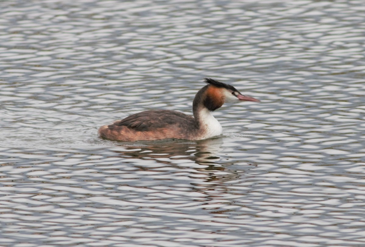 Great Crested Grebe - ML122976141