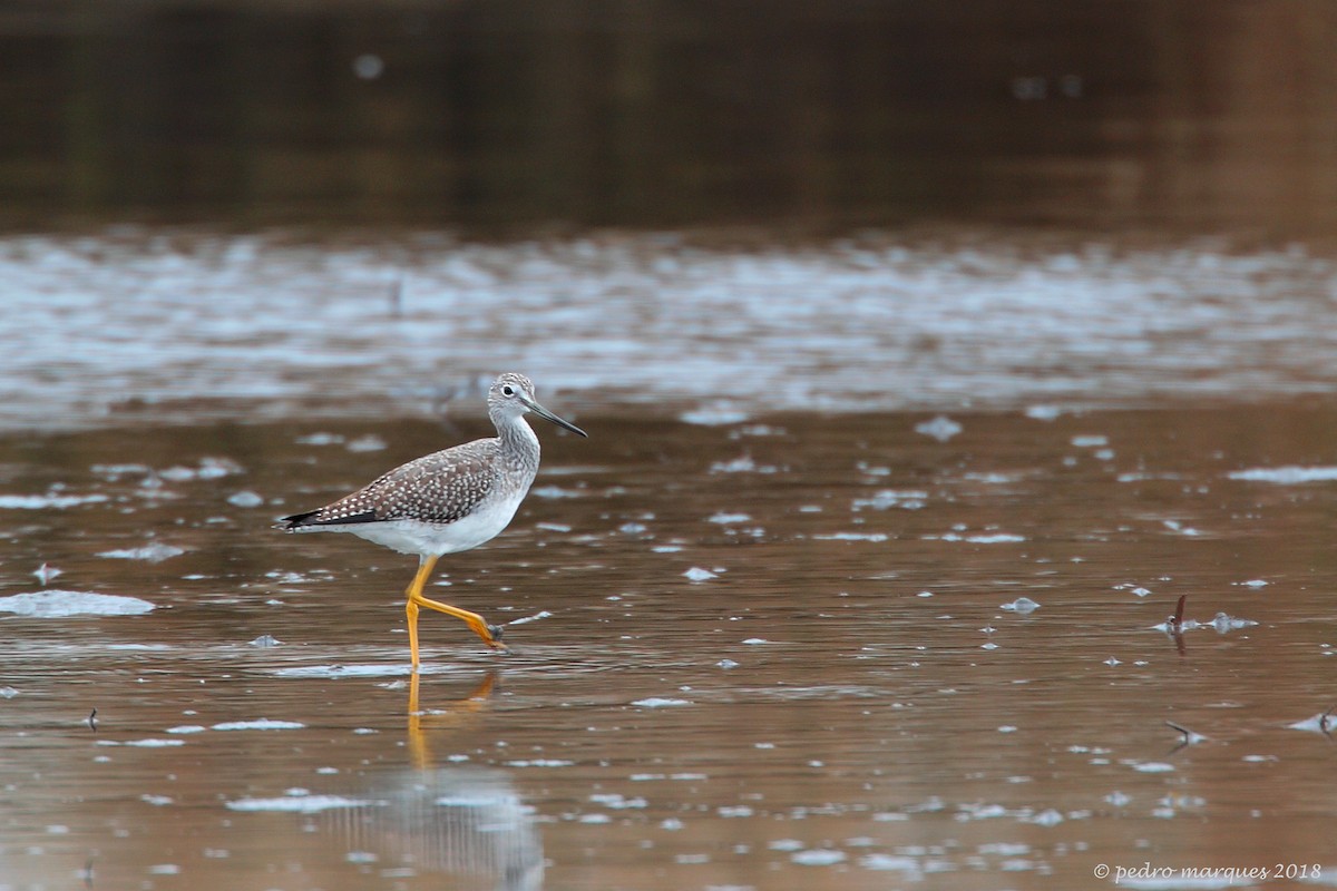 Greater Yellowlegs - Pedro Marques