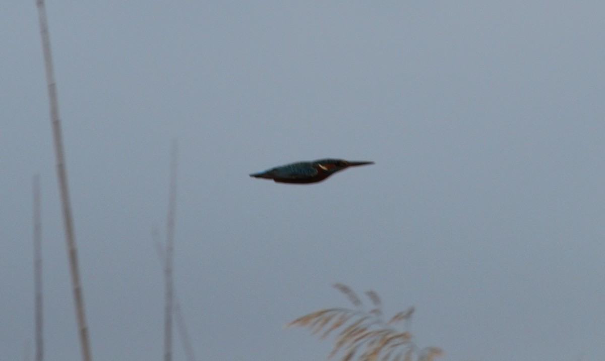 Common Kingfisher - ML122977191