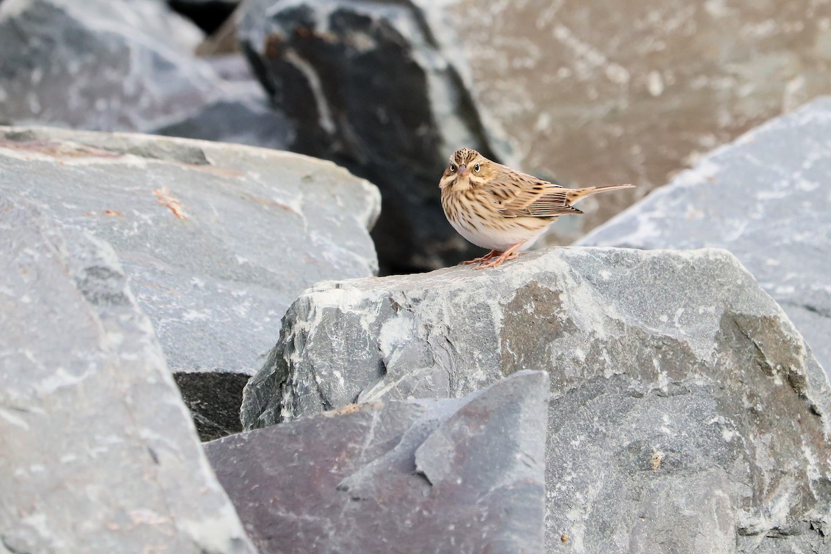 Savannah Sparrow (Ipswich) - Nova Scotia Bird Records
