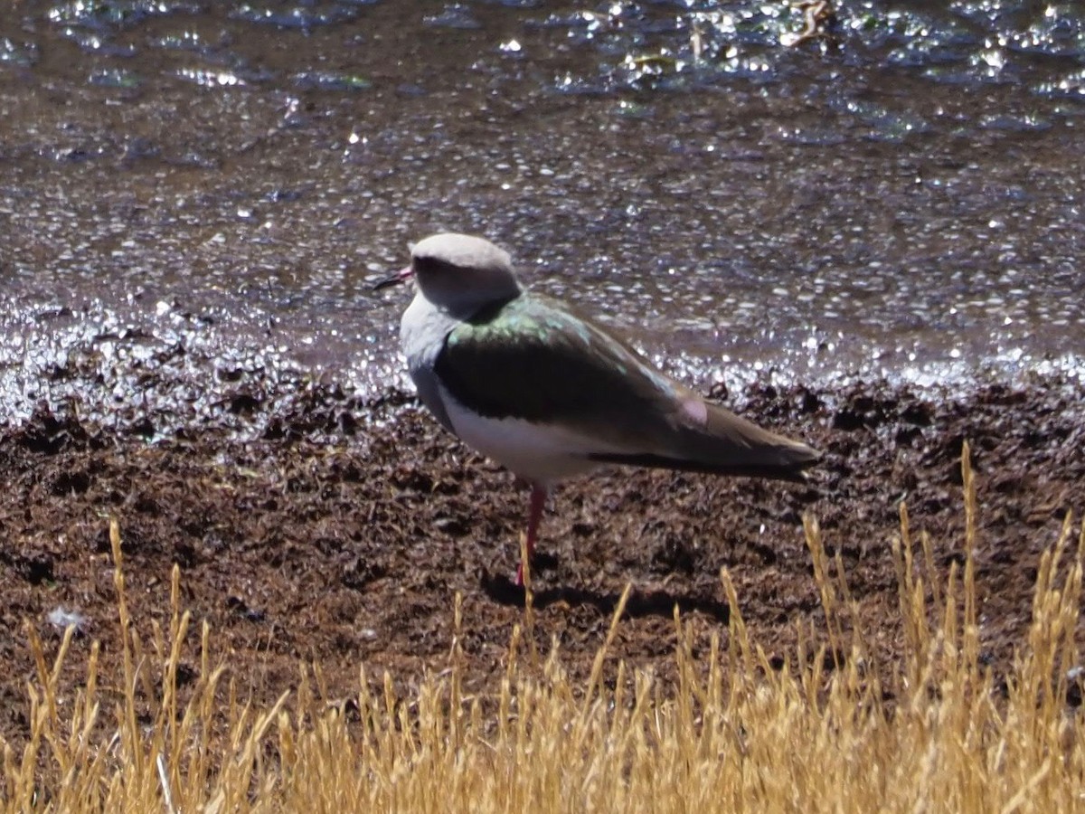 Ml122978961 andean lapwing macaulay library