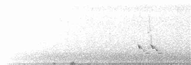 stripediamantfugl (substriatus) - ML122979001