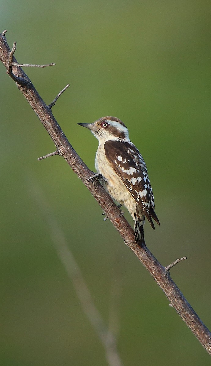 Brown-capped Pygmy Woodpecker - ML122979461