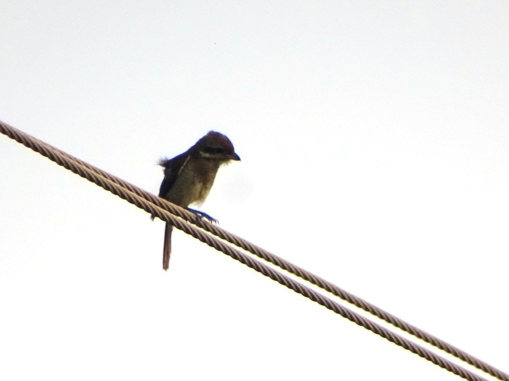 Brown Shrike - Sreekumar Chirukandoth