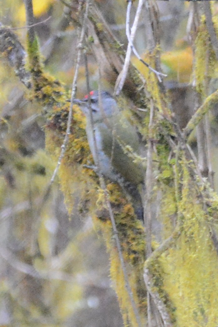 Gray-headed Woodpecker - ML122982051